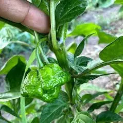 Scotch Bonnet Pepper Seeds - Nerpy's Inc.