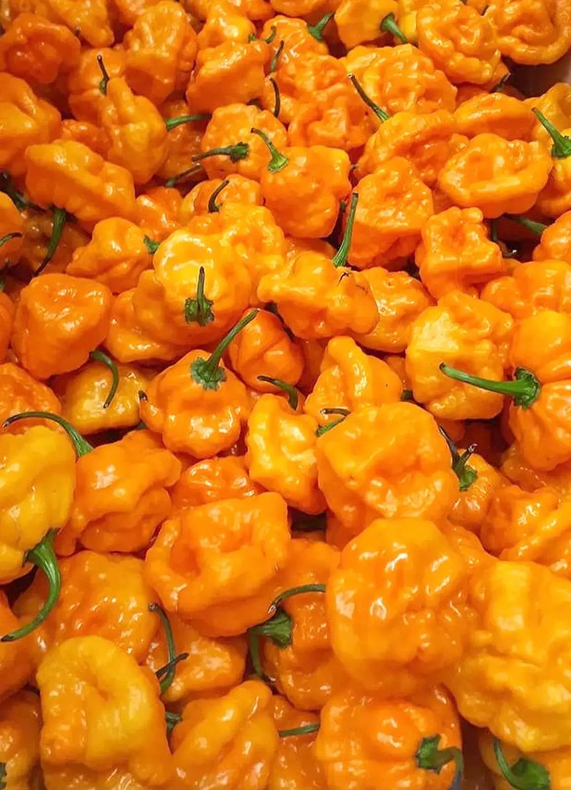 Nerpy's Dehydrated Scotch Bonnet Pepper Flakes – Salt-Free, Gluten-Free, Vegan - Nerpy's Inc.