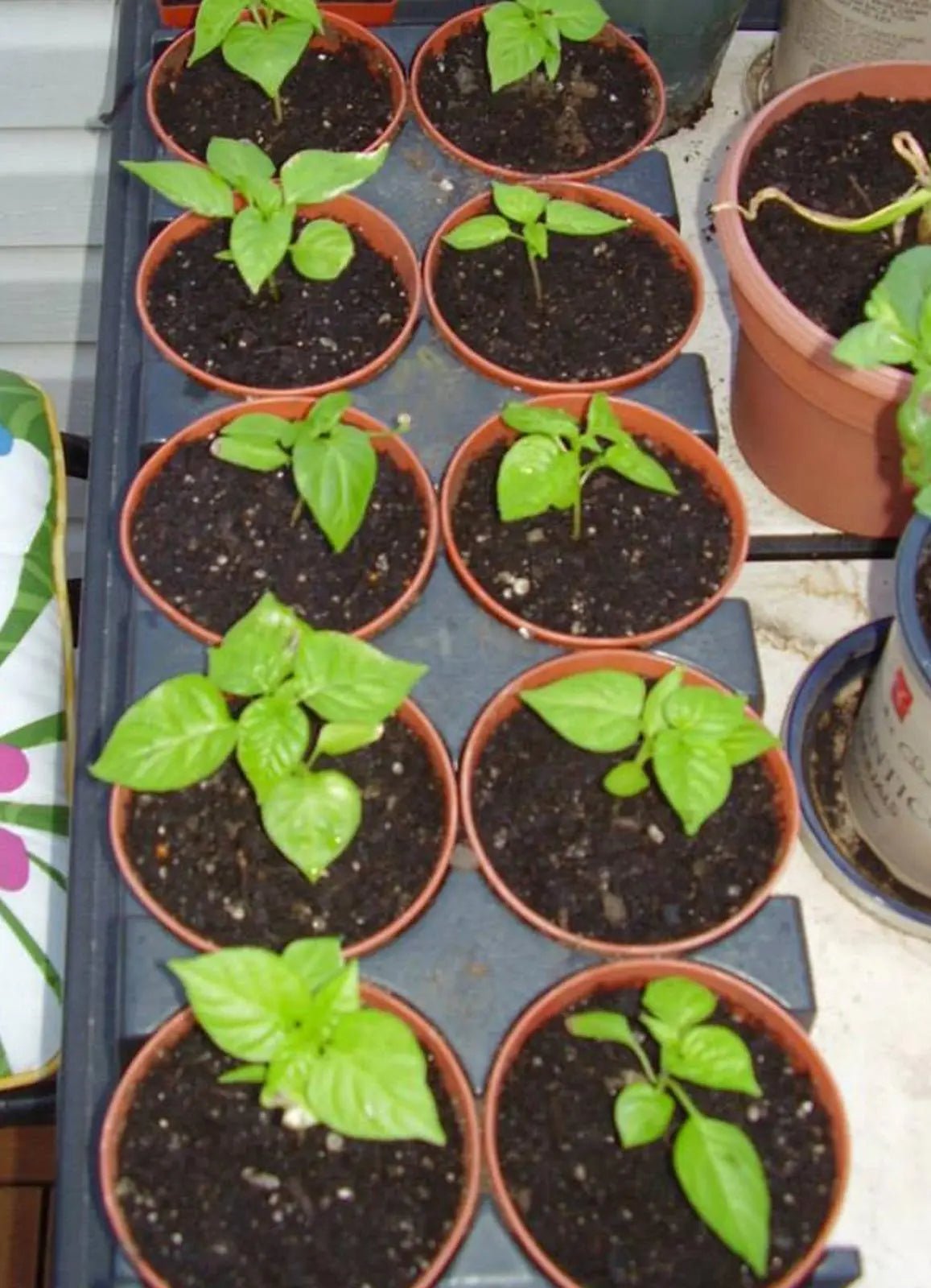Nerpy's Scotch Bonnet Pepper Seeds – Jamaican Hot Pepper Seeds for Growing - Nerpy's Inc.