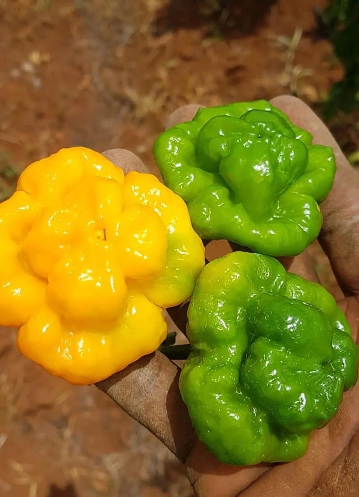 Nerpy's Scotch Bonnet Pepper Seeds – Jamaican Hot Pepper Seeds for Growing - Nerpy's Inc.